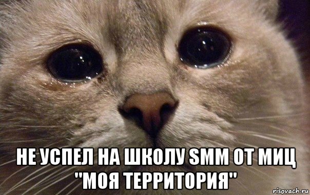  не успел на школу smm от миц "моя территория", Мем   В мире грустит один котик