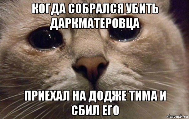 когда собрался убить даркматеровца приехал на додже тима и сбил его, Мем   В мире грустит один котик