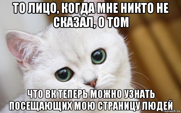 то лицо, когда мне никто не сказал, о том что вк теперь можно узнать посещающих мою страницу людей, Мем  В мире грустит один котик