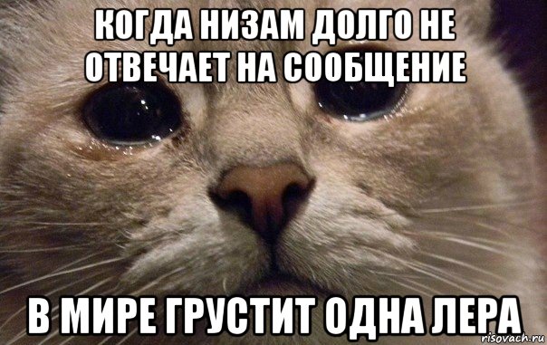 когда низам долго не отвечает на сообщение в мире грустит одна лера, Мем   В мире грустит один котик