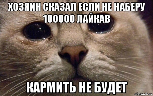 хозяин сказал если не наберу 100000 лайкав кармить не будет, Мем   В мире грустит один котик