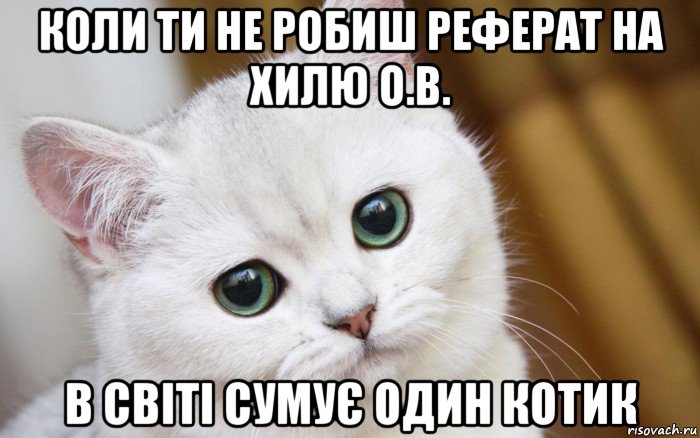 коли ти не робиш реферат на хилю о.в. в світі сумує один котик, Мем  В мире грустит один котик