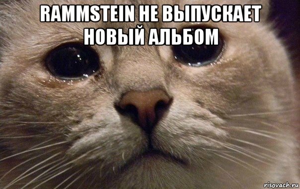 rammstein не выпускает новый альбом , Мем   В мире грустит один котик