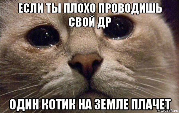 если ты плохо проводишь свой др один котик на земле плачет, Мем   В мире грустит один котик