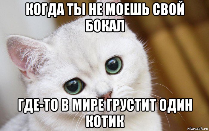 когда ты не моешь свой бокал где-то в мире грустит один котик, Мем  В мире грустит один котик