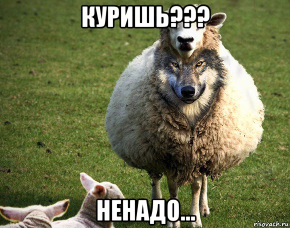 куришь??? ненадо..., Мем Злая Овца