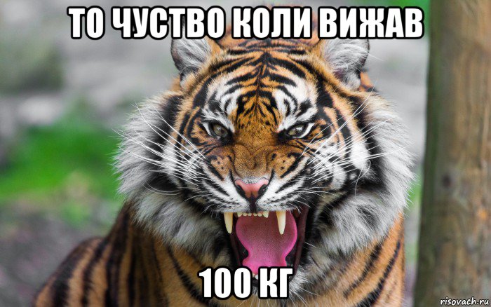 то чуство коли вижав 100 кг, Мем ДЕРЗКИЙ ТИГР