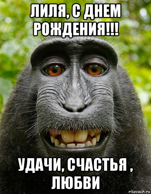 лиля, с днем рождения!!! удачи, счастья , любви, Мем  Довольная обезьяна