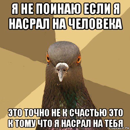 я не поинаю если я насрал на человека это точно не к счастью это к тому что я насрал на тебя, Мем голубь