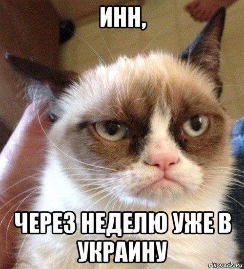 инн, через неделю уже в украину, Мем Грустный (сварливый) кот