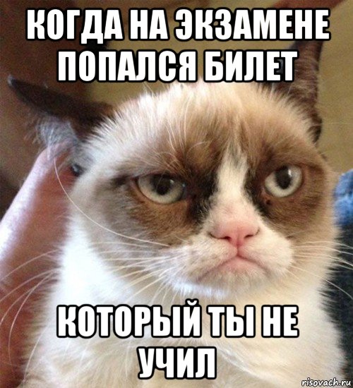 когда на экзамене попался билет который ты не учил, Мем Грустный (сварливый) кот