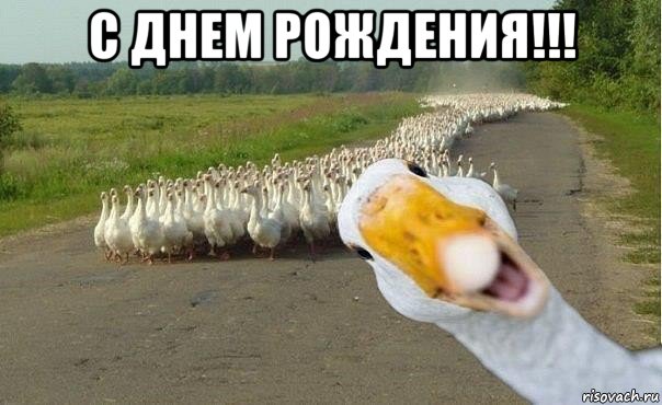 с днем рождения!!! , Мем гуси