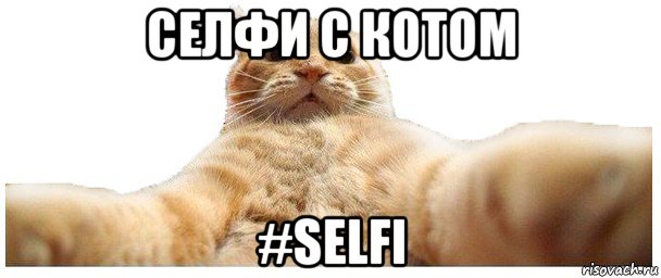 селфи с котом #selfi, Мем   Кэтсвилл