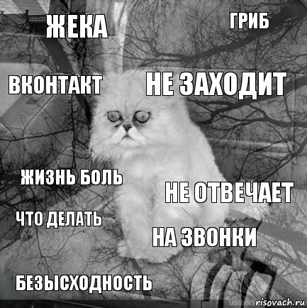 ЖЕКА НЕ ОТВЕЧАЕТ Не заходит БЕЗЫСХОДНОСТЬ ЖИЗНЬ БОЛЬ ГРИБ На звонки ВКОНТАКТ ЧТО ДЕЛАТЬ , Комикс  кот безысходность