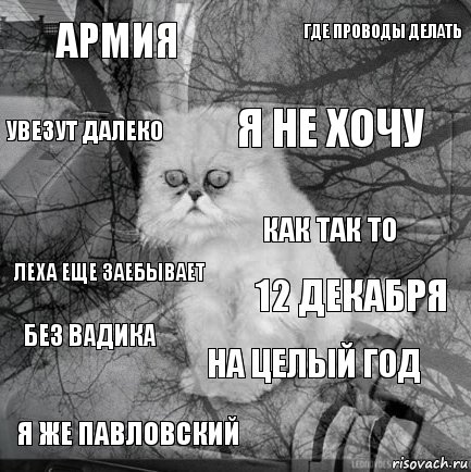 Армия 12 декабря Я не хочу Я же Павловский Леха еще заебывает Где проводы делать На целый год Увезут далеко Без Вадика Как так то, Комикс  кот безысходность