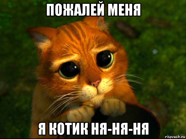 пожалей меня я котик ня-ня-ня