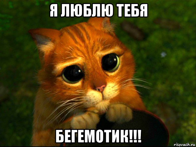 я люблю тебя бегемотик!!!, Мем кот из шрека