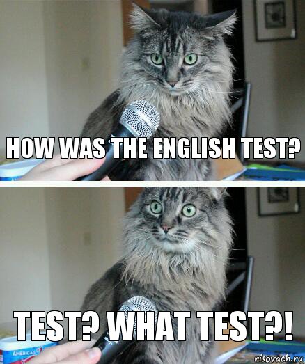 How was the english test? Test? What test?!, Комикс  кот с микрофоном