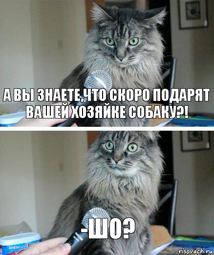 А вы знаете,что скоро подарят вашей хозяйке собаку?! -Шо?, Комикс  кот с микрофоном