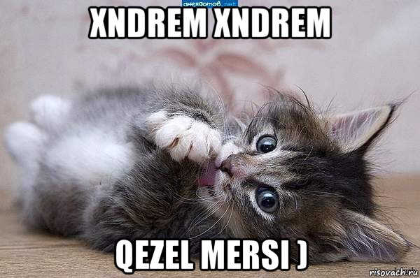 xndrem xndrem qezel mersi ), Мем  котенок