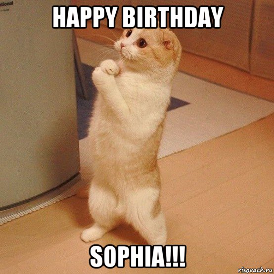 happy birthday sophia!!!, Мем  котэ молится