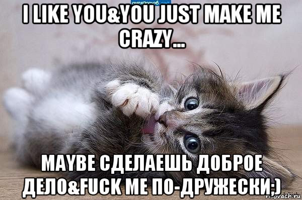 i like you&you just make me crazy... maybe сделаешь доброе дело&fuck me по-дружески;), Мем  котенок