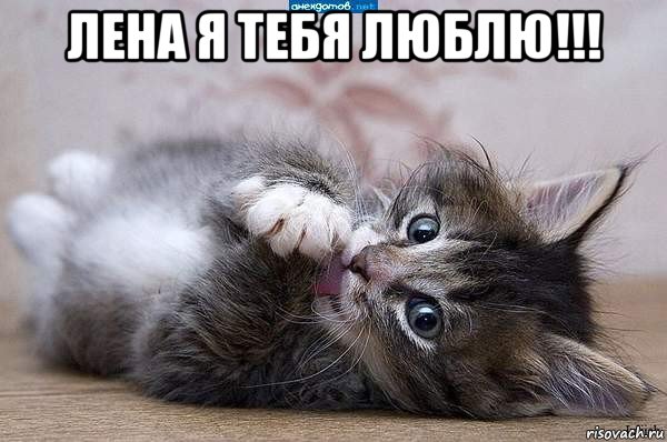 лена я тебя люблю!!! , Мем  котенок