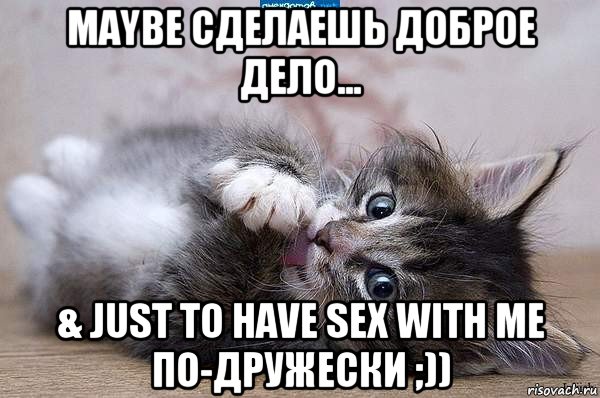 maybe сделаешь доброе дело... & just to have sex with me по-дружески ;)), Мем  котенок