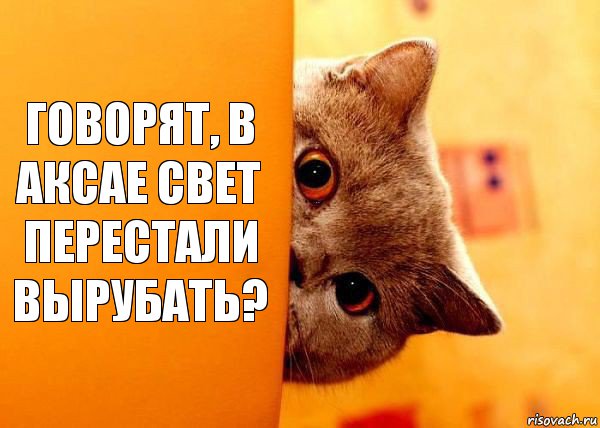 Говорят, в Аксае свет перестали вырубать?, Комикс Котенок