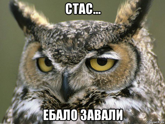 стас... ебало завали