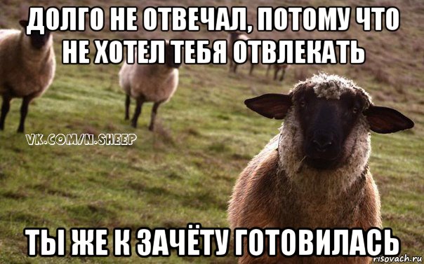 долго не отвечал, потому что не хотел тебя отвлекать ты же к зачёту готовилась, Мем  Наивная Овца