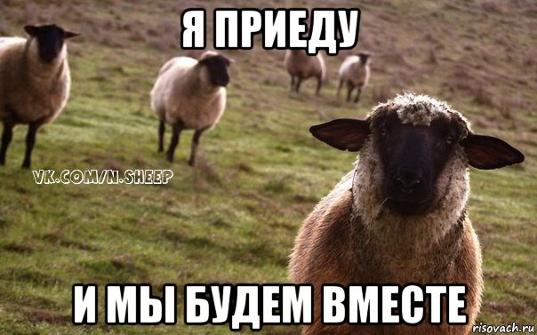 я приеду и мы будем вместе, Мем  Наивная Овца