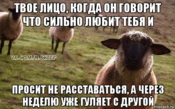 твое лицо, когда он говорит что сильно любит тебя и просит не расставаться, а через неделю уже гуляет с другой, Мем  Наивная Овца