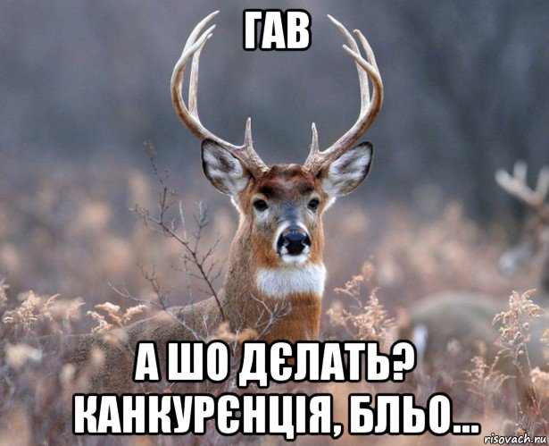 гав а шо дєлать? канкурєнція, бльо..., Мем   Наивный олень