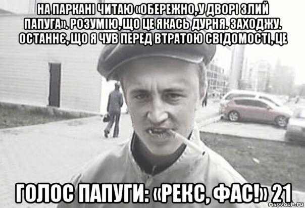 на паркані читаю «обережно, у дворі злий папуга». розумію, що це якась дурня. заходжу. останнє, що я чув перед втратою свідомості, це голос папуги: «рекс, фас!» 21, Мем Пацанська философия