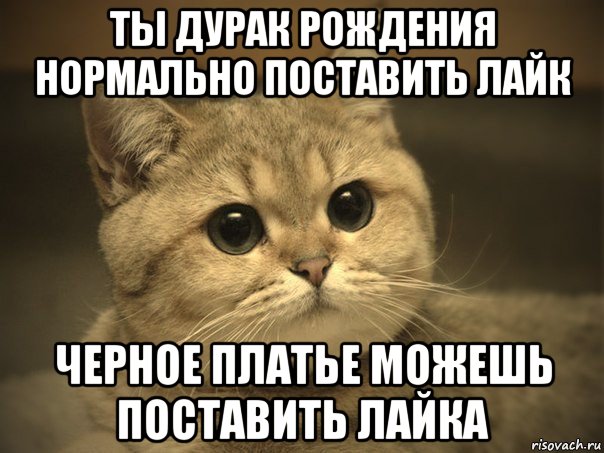 ты дурак рождения нормально поставить лайк черное платье можешь поставить лайка, Мем Пидрила ебаная котик