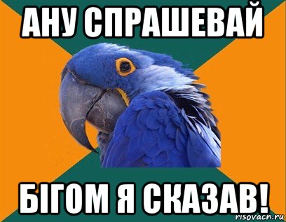 ану спрашевай бігом я сказав!, Мем Попугай параноик