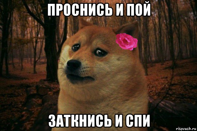 проснись и пой заткнись и спи, Мем  SAD DOGE GIRL