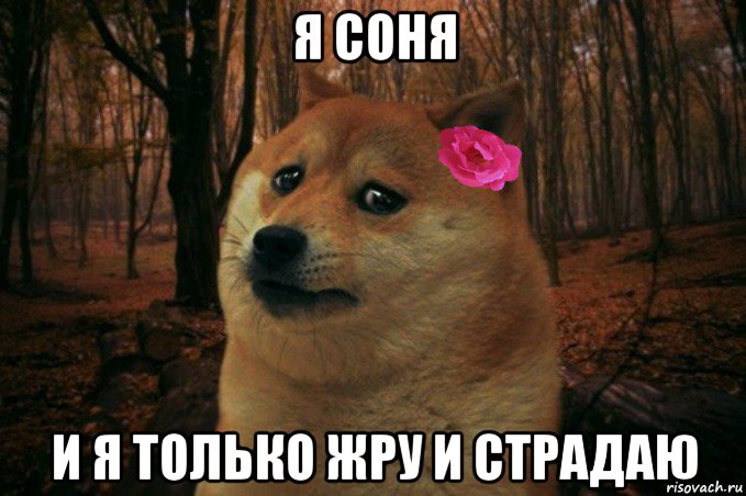 я соня и я только жру и страдаю, Мем  SAD DOGE GIRL