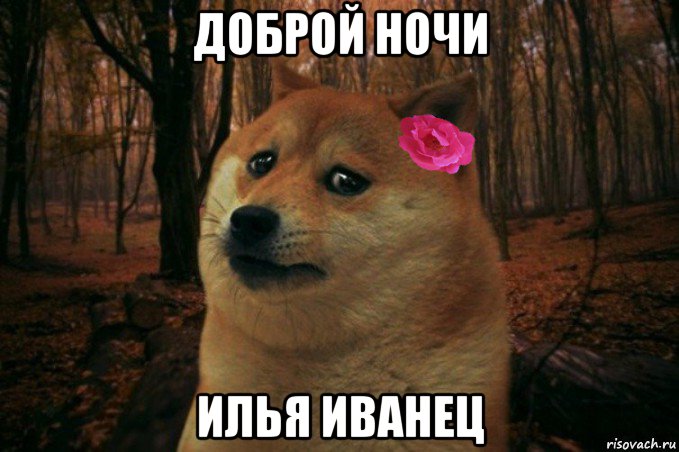 доброй ночи илья иванец, Мем  SAD DOGE GIRL