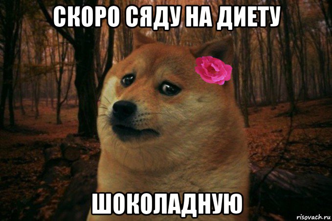 скоро сяду на диету шоколадную, Мем  SAD DOGE GIRL