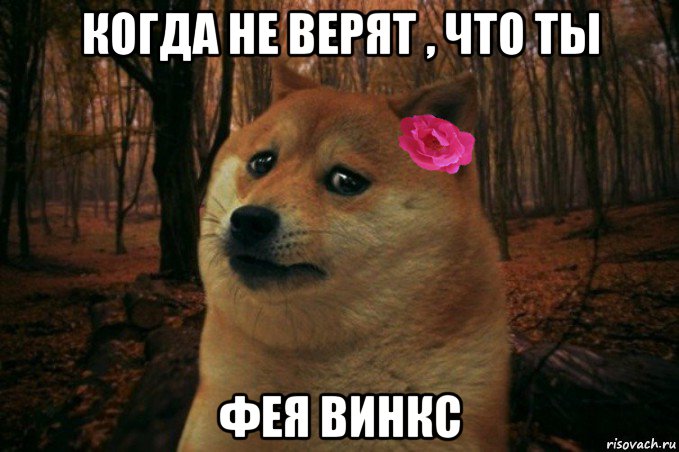 когда не верят , что ты фея винкс, Мем  SAD DOGE GIRL