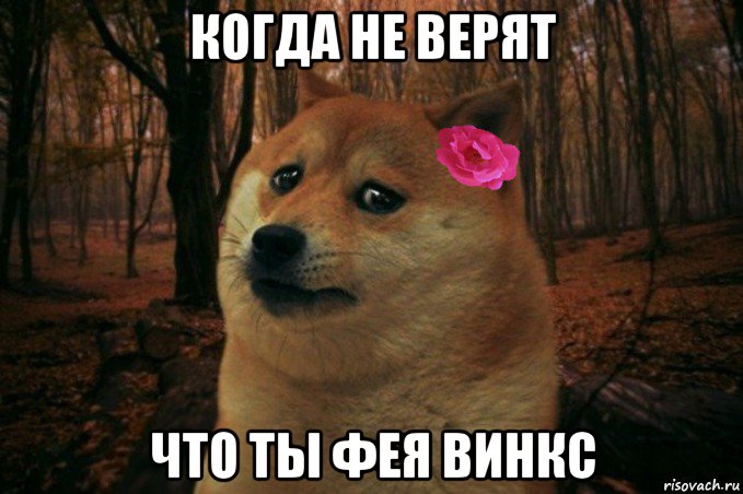 когда не верят что ты фея винкс, Мем  SAD DOGE GIRL