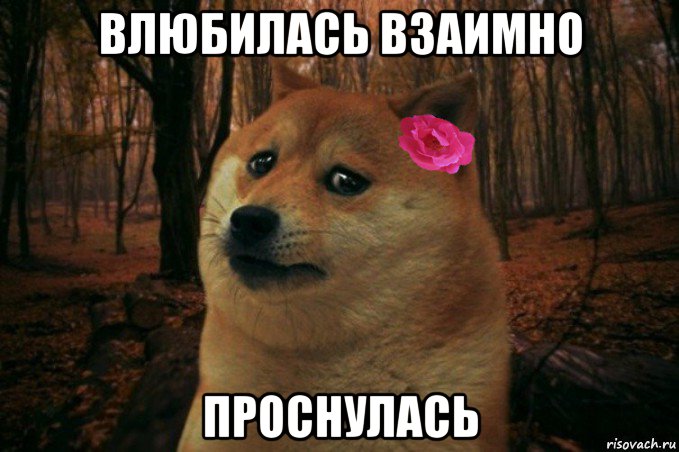 влюбилась взаимно проснулась, Мем  SAD DOGE GIRL