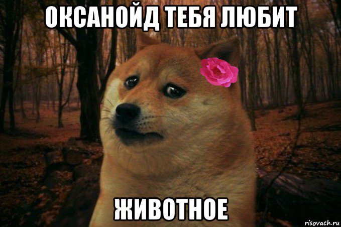 оксанойд тебя любит животное, Мем  SAD DOGE GIRL