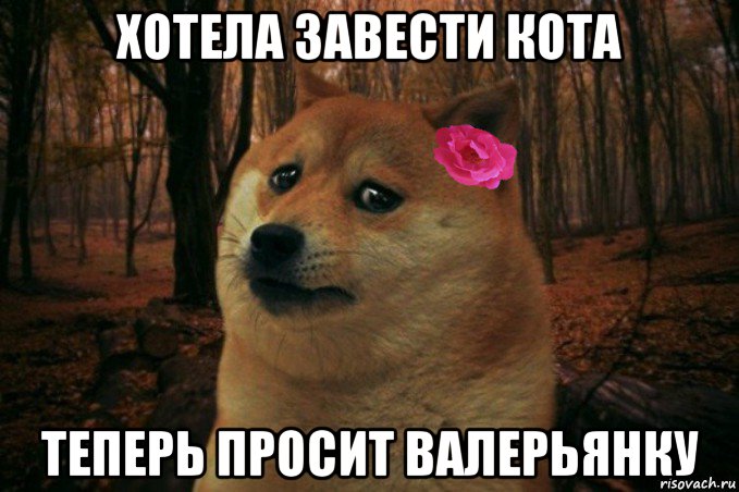 хотела завести кота теперь просит валерьянку, Мем  SAD DOGE GIRL