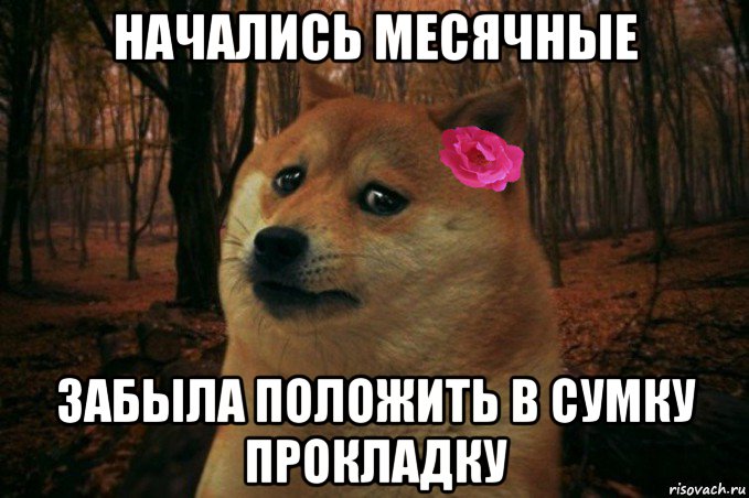 начались месячные забыла положить в сумку прокладку, Мем  SAD DOGE GIRL