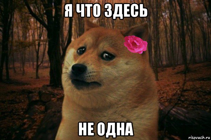 я что здесь не одна, Мем  SAD DOGE GIRL