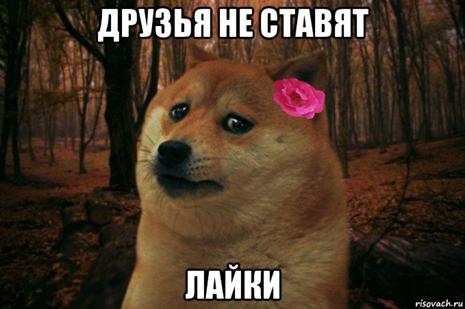 друзья не ставят лайки, Мем  SAD DOGE GIRL