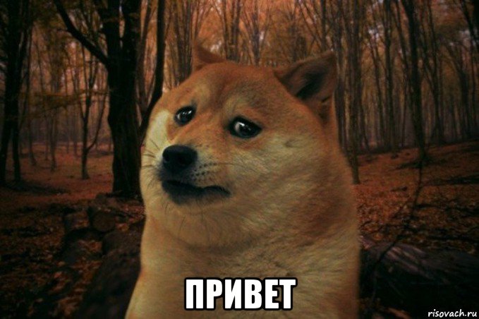  привет, Мем SAD DOGE